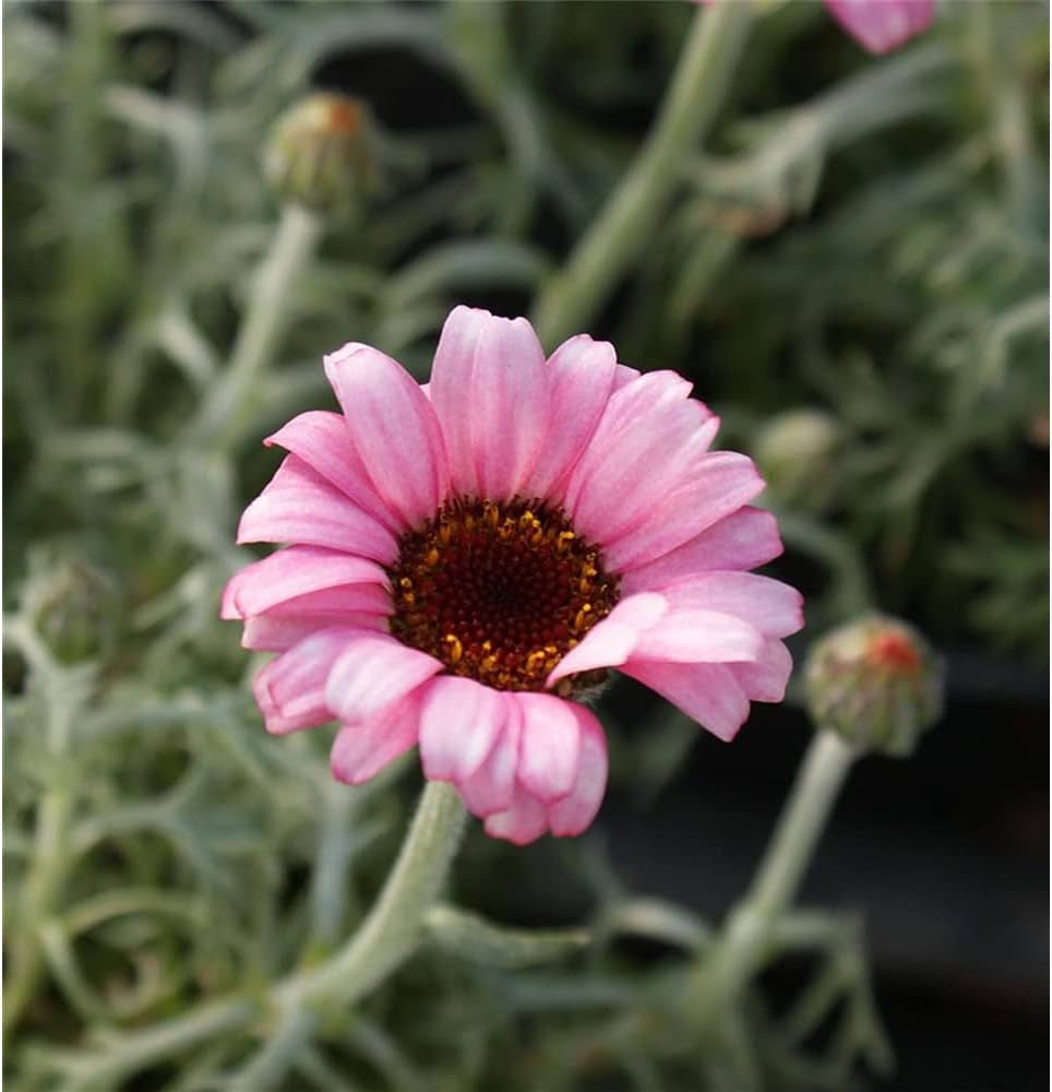 Rosa Leucanthemum Blumensamen zur Aussaat – Wildblume Mischung – Traditionssorte & ohne Gentechnik Samen Hausgarten