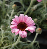 Rosa Leucanthemum Blumensamen zur Aussaat – Wildblume Mischung – Traditionssorte & ohne Gentechnik Samen Hausgarten