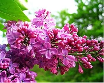 Thick Lila Blumensamen zur Aussaat – duftend Blüten – Traditionssorte & ohne Gentechnik Samen Hausgarten