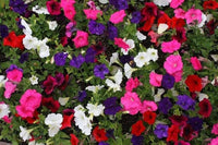 Prism Dewberry Sundae Petunie Samen Garten Blüten