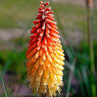 Kniphofia uvaria rot hot poker blume samen for anpflanzung in blume bed