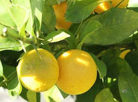 Suesslimetten Samen Citrus limetta