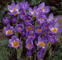 Violet gelb crocus blume samen for anpflanzung - shade tolerant, heirloom & gmo free samen for home garten
 
 sale for anpflanzung in home garten