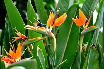 Orange violet strelitzia blume samen for anpflanzung - compact growth, heirloom & gmo free samen for home garten
 
 sale samen for home garten