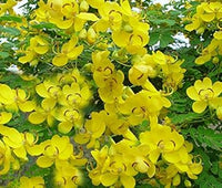 Gelb cassia blume samen for anpflanzung - garten favorite, heirloom & gmo free samen for home garten
 
 sale for anpflanzung in home garten.