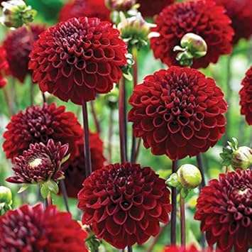 Two-color dark rot dahlia blume samen for vibrant garten anpflanzung