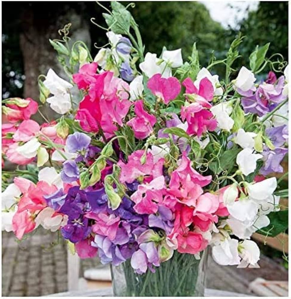 Wicke Samen zur Aussaat Lathyrus Odoratus Blume Beet Landhaus Garten