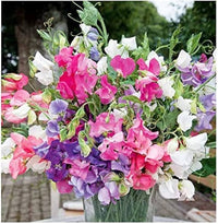 Wicke Samen zur Aussaat Lathyrus Odoratus Blume Beet Landhaus Garten