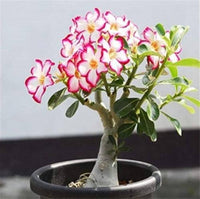 Wüstenrose Obesum Samen – robust Desert Rose für Ihren Garten or für Innenräume Pflanze Kollektion