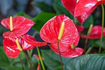Anthurium indoor anpflanzung samen - grow exotic blooms | blume for