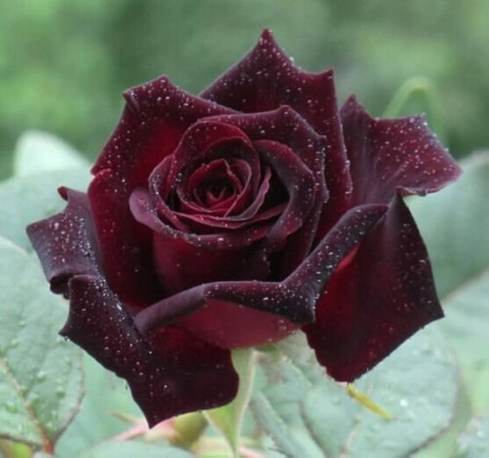 Rose Samen Garten – Classic Blume Blüten