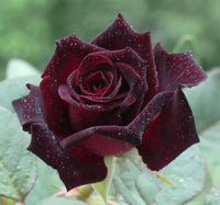 Rose Samen Garten – Classic Blume Blüten