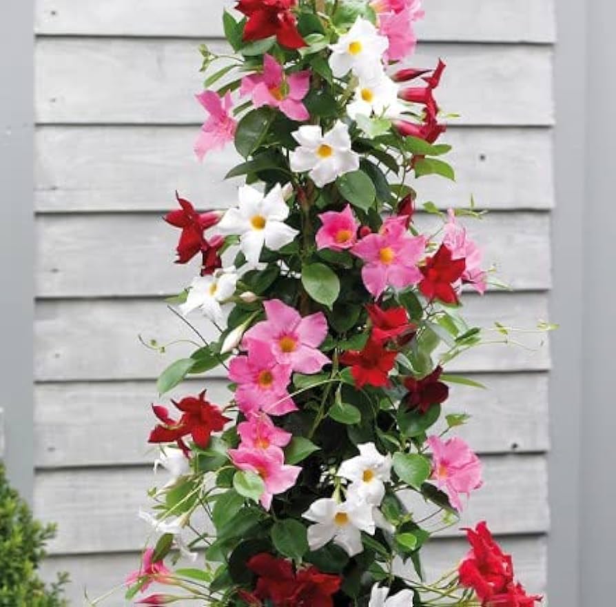 MultiColored Mandevilla Samen Blumensamen zur Aussaat Drought verträglich Traditionssorte & ohne Gentechnik Samen Hausgarten