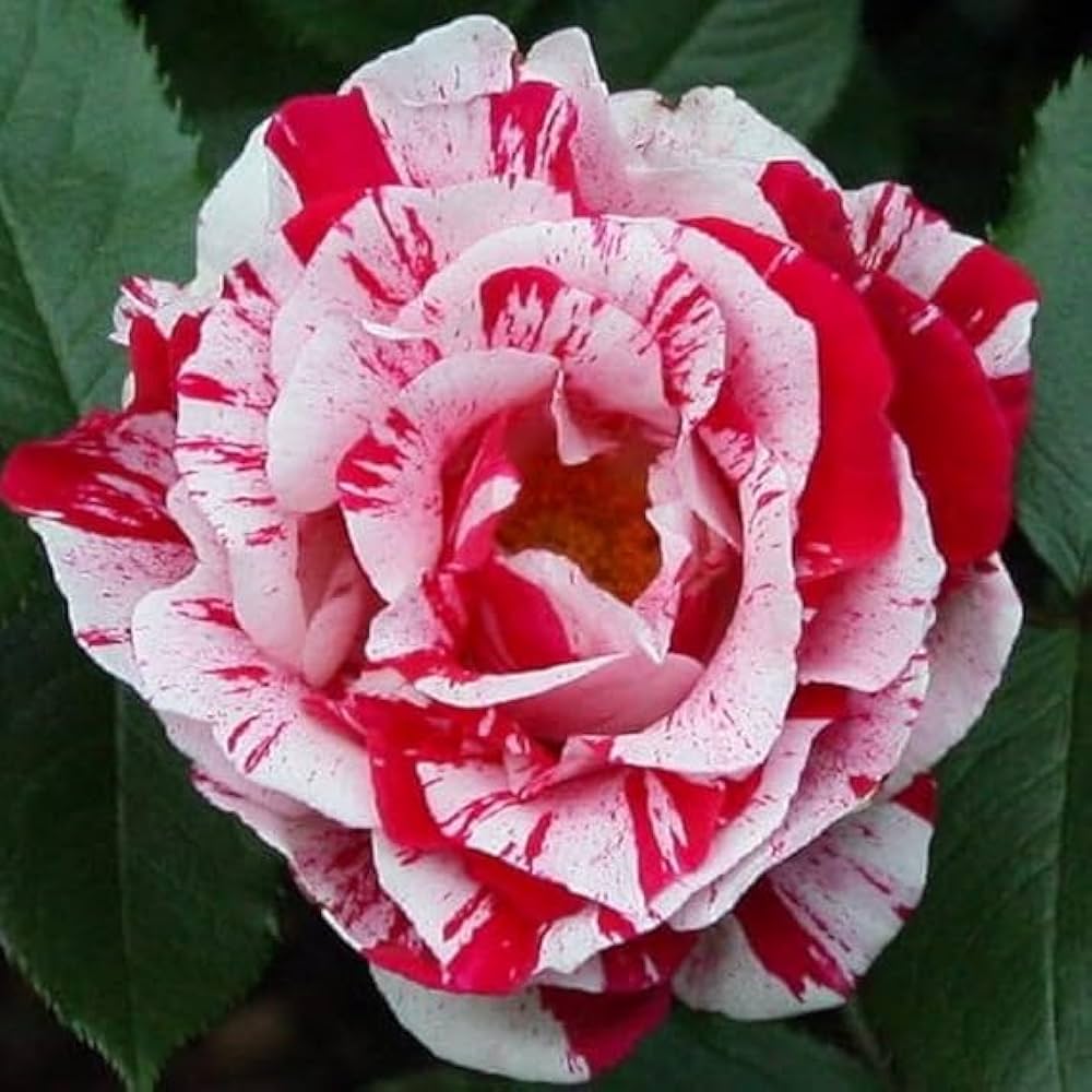 Rot & hell Rosa Rose Samen zur Aussaat – Traditionssorte ohne Gentechnik Blumen Hausgarten
