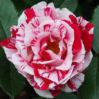 Rot & hell Rosa Rose Samen zur Aussaat – Traditionssorte ohne Gentechnik Blumen Hausgarten