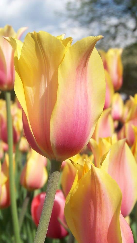 Gelb rosa tulip blume samen for anpflanzung - premium quality, heirloom & gmo free samen for home garten
 
 sale for anpflanzung in home garten