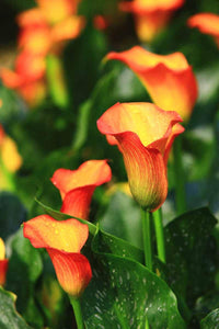 Calla blume samen rot gelb blume samen for anpflanzung - easy to grow, heirloom & gmo free samen for home garten
 
 sale samen for home garten