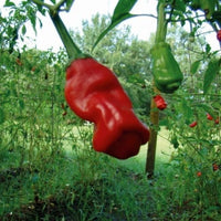 Pepper Gemüse Samen zum Pflanzen