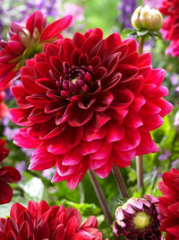 tief Rot Dahlie Blumensamen zur Aussaat – Halbschatten verträglich – Traditionssorte & ohne Gentechnik Samen Hausgarten