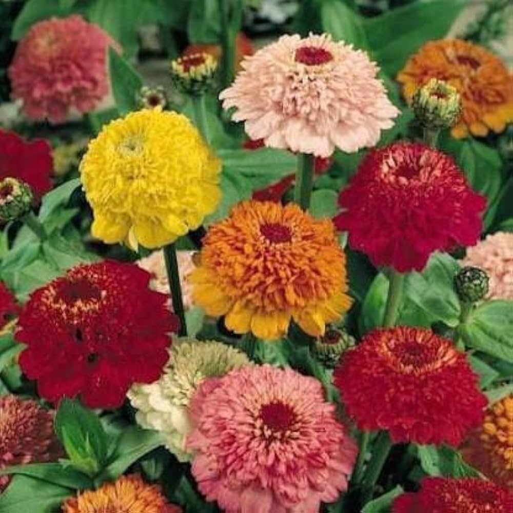 Zinnia scabiosa annual for garten anpflanzung