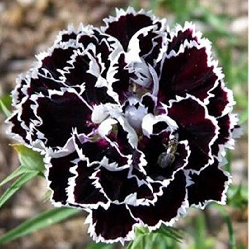 Schwarz Nelke Blumensamen zur Aussaat sonnenliebend Traditionssorte & ohne Gentechnik Samen Hausgarten
