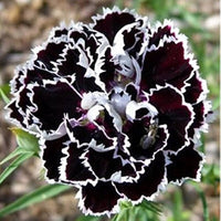 Carnations Schwarz Blumensamen zur Aussaat – Drought verträglich – Traditionssorte & ohne Gentechnik Samen Hausgarten