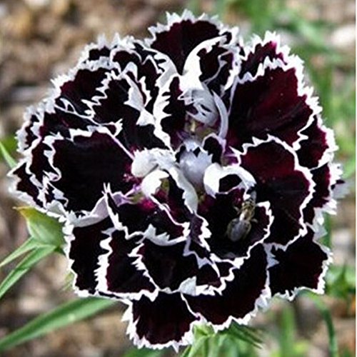 Schwarz Weiß Nelke Blumensamen zur Aussaat Bestäuber freundlich Traditionssorte & ohne Gentechnik Samen Hausgarten