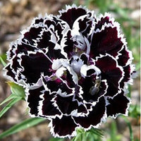 Schwarz Weiß Nelke Blumensamen zur Aussaat Bestäuber freundlich Traditionssorte & ohne Gentechnik Samen Hausgarten