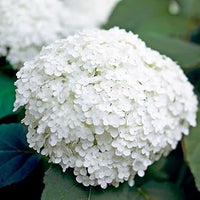 Hydrangea weiß blume samen for anpflanzung - colorful display, heirloom & gmo free samen for home garten
 
 sale for anpflanzung in home garten