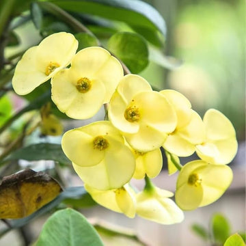 Euphorbia milii blume samen for anpflanzung - easy to grow, heirloom & gmo free samen for home garten
 
 sale for anpflanzung in home garten