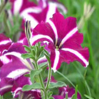 Petunia hulahoop rose striped blume annual samen