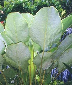 Calathea lutea mexican cigar samen for anpflanzung - sun loving, heirloom & gmo free samen for home garten
 
 sale samen for home garten
