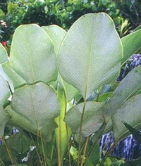 Calathea lutea mexican cigar samen for anpflanzung - sun loving, heirloom & gmo free samen for home garten
 
 sale samen for home garten