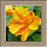 Orange mirabilis blume samen for anpflanzung attractive blumen heirloom & gmo free samen for home garten 
 
 sale for anpflanzung in home garten