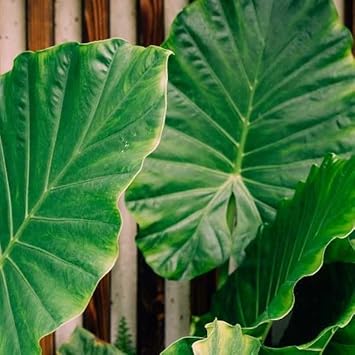 Elephant's ear blume samen for anpflanzung - long bloom season, heirloom & gmo free samen for home garten
 
 sale for anpflanzung in home garten
