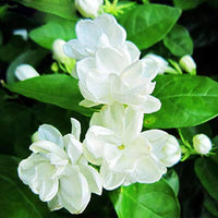 Jasmine Samen zur Aussaat Jasminum Officinale fragrance Garten Blume Beet