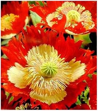 Rot gelb danish flag blume samen for anpflanzung vibrant colors heirloom & gmo free samen for home garten 
 
 sale samen for home garten anpflanzung