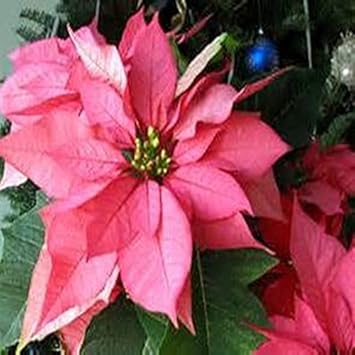Rosa poinsettia blume samen for anpflanzung - low maintenance, heirloom & gmo free samen for home garten
 
 sale for anpflanzung in home garten