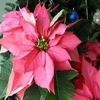 Rosa poinsettia blume samen for anpflanzung - low maintenance, heirloom & gmo free samen for home garten
 
 sale for anpflanzung in home garten