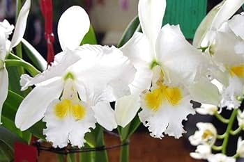 Cattleya Blumensamen zur Aussaat – pflegeleicht – Traditionssorte & ohne Gentechnik Samen Hausgarten