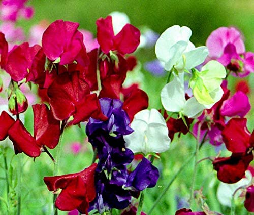 Bijou Blumensamen zur Aussaat – Garten beliebt – Traditionssorte & ohne Gentechnik Samen Hausgarten