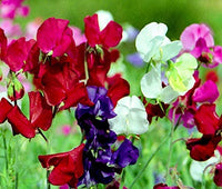 Bijou Blumensamen zur Aussaat – Garten beliebt – Traditionssorte & ohne Gentechnik Samen Hausgarten