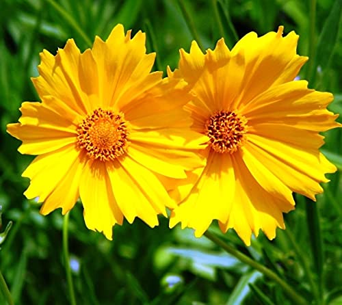 Multi Lanceolata Blumensamen zur Aussaat ideal Rabatten Traditionssorte & ohne Gentechnik Samen Hausgarten