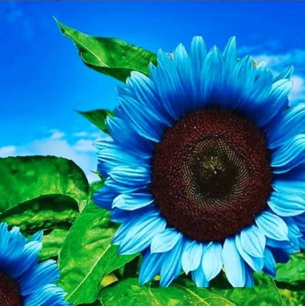 Sunflower helianthus annuus samen for anpflanzung