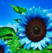 Sunflower helianthus annuus samen for anpflanzung