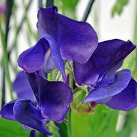 Blau sweet pea blume samen blume samen for anpflanzung cottage garten essential heirloom & gmo free samen for home garten 
 
 sale for anpflanzung in home garten
