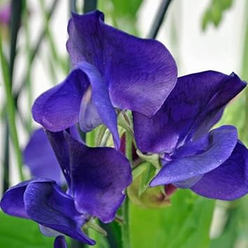 Blau sweet pea blume samen blume samen for anpflanzung cottage garten essential heirloom & gmo free samen for home garten 
 
 sale for anpflanzung in home garten