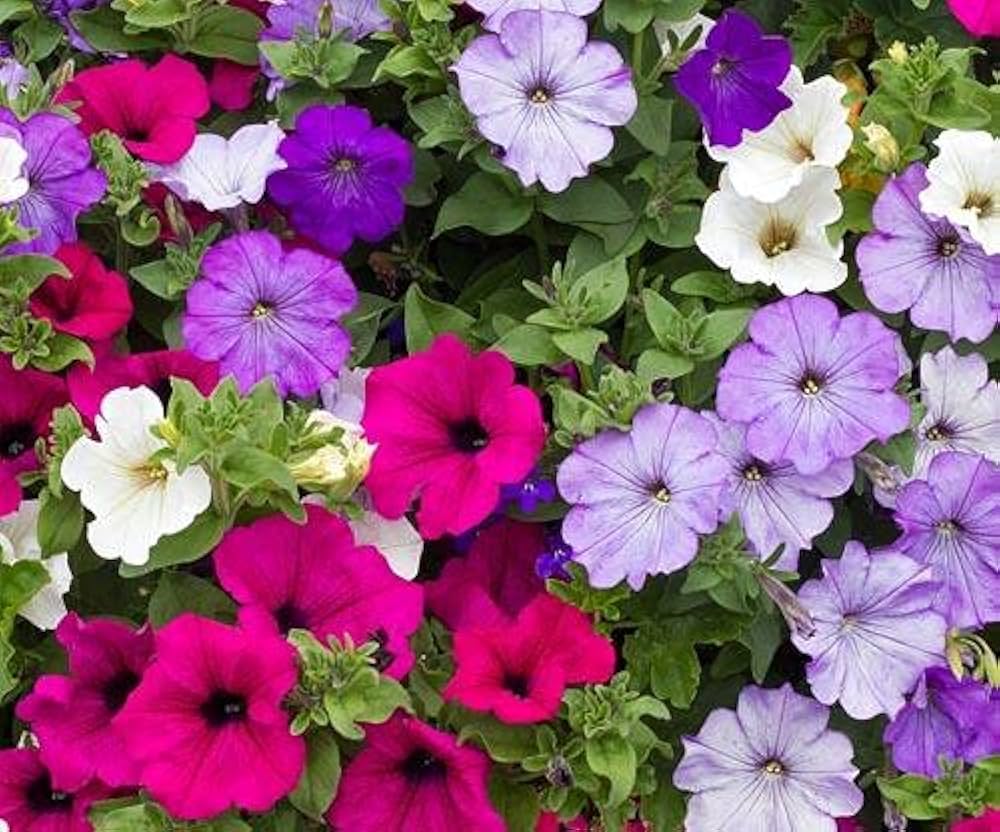 Petunie Hybrida Balcony Blumen Samen