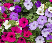 Petunie Hybrida Balcony Blumen Samen