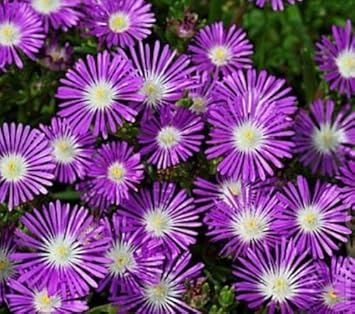 Lila delosperma stardust blume samen for anpflanzung - cut blume favorite, heirloom & gmo free samen for home garten
 
 sale for anpflanzung in home garten.